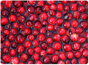 3010607529_7cc01b1878 copy Cranberries ready to be harvested