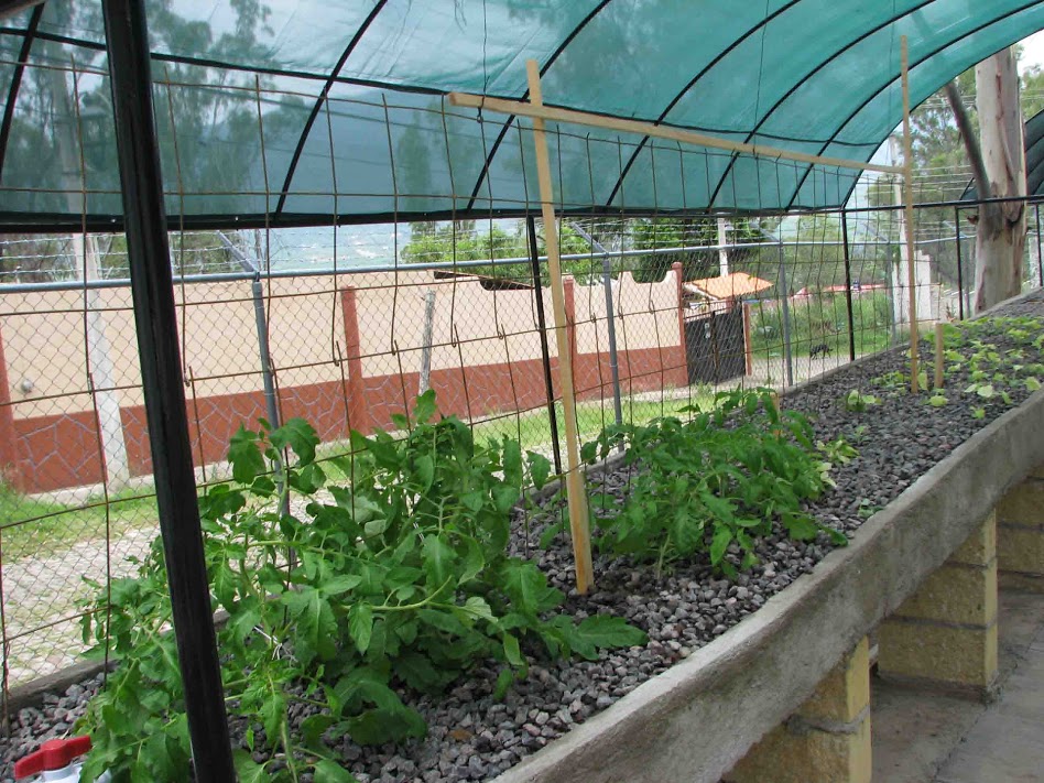 Aquaponic system growing vegetables