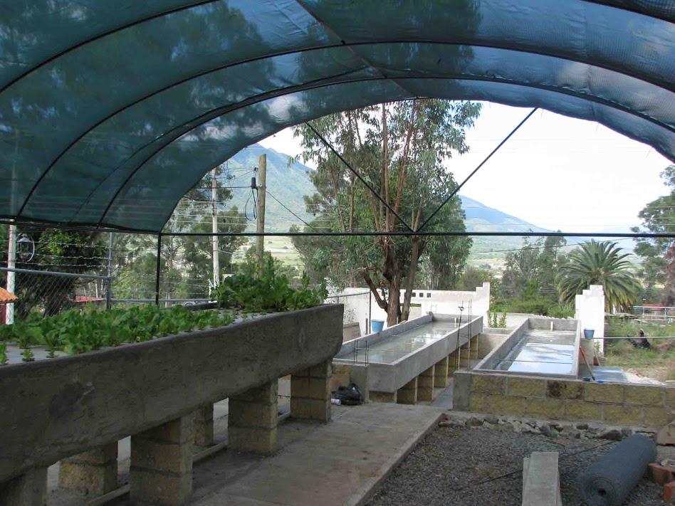full view of the aquaponic system