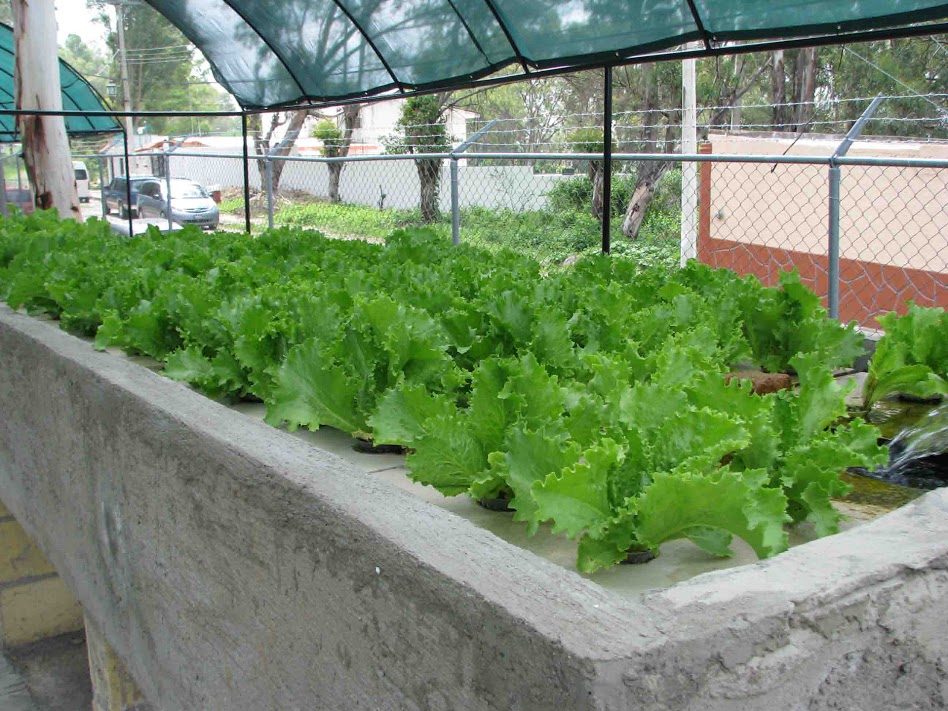 Lettuce being grown by aquaponic system